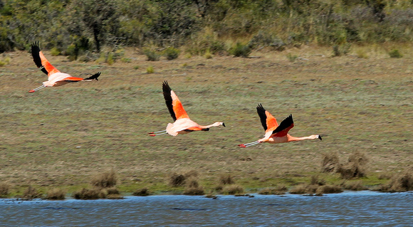 Chilean Flamingos..showing their red feet.