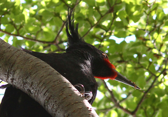 Magellanic Woodpecker....female.