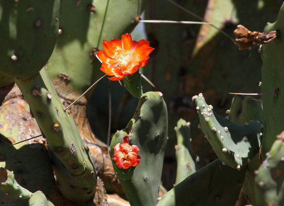 Prickly Pear with red flowers.