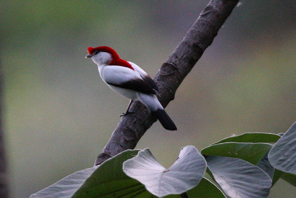The stunning Araripe Manakin...discovered in 1996, it's core range is in a  theme park in a  large town!