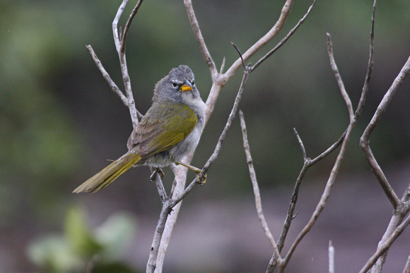 Pale-throated Serra Finch