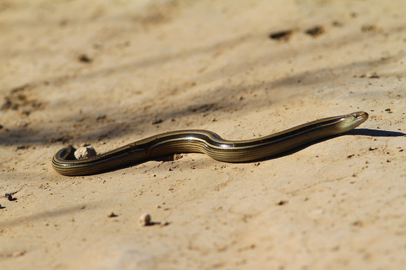 Jointed Worm Lizard
