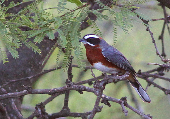 Black-and-chestnut Warbling-finch