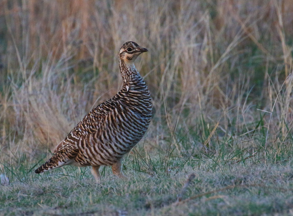 .....the female Greater Prairie Chicken !