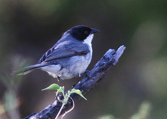 Black-capped Warbling-finch