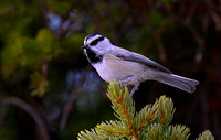 ..but first, a  look at Mountain Chickadee.....