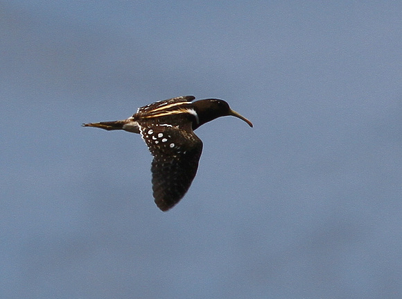 The amazing South American Painted Snipe