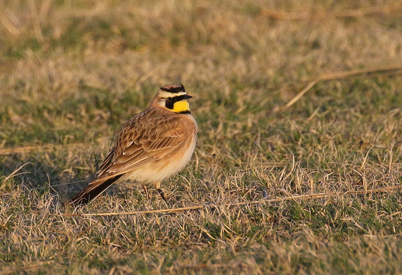 Occasionally  we  would be distracted  by the Horned Larks.....