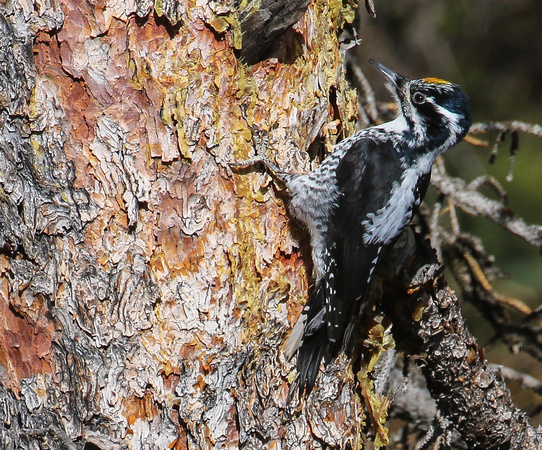 Also home to this American Three-toed  Woodpecker