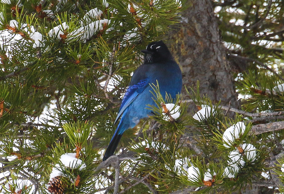 ...where there were  also Steller's Jays....