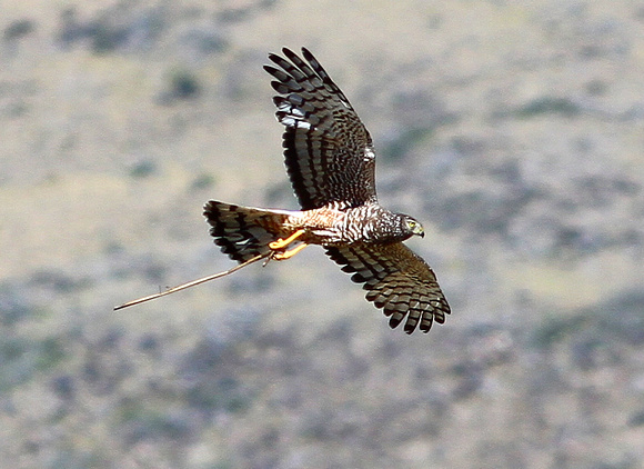And  Cinereous Harriers.