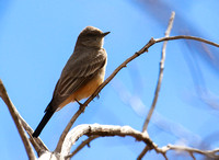 ....and the Say's Phoebe.