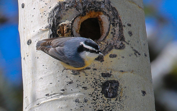 ...and Red-breasted Nuthatch.