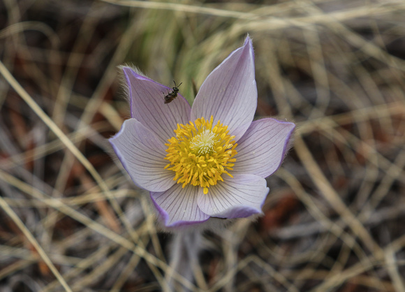 And finally, a Pasque Flower  ( Anemone pulsatilla?) on Easter Sunday!