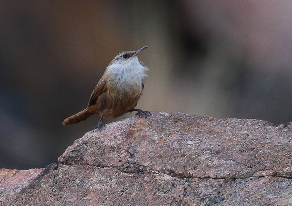 Down to the Arkansas River  valley, we saw this Canyon Wren....