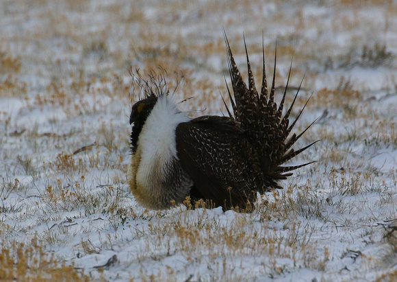 But perfect for Greater Sage-grouse  to display.