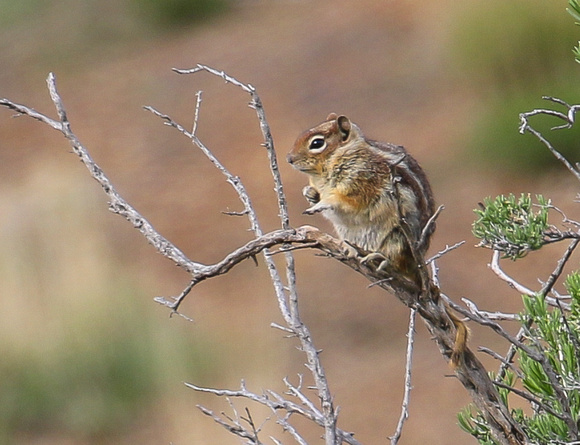 Not to mention the cute Golden-mantled Ground-Squirrel.........