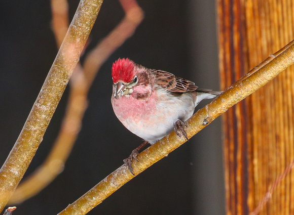 Cassin's Finch at  Moose  Visitor Centre....