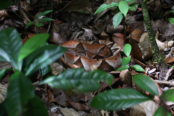 Bothrops sp.  An unidentified  snake of the Fer-de-lance  family.