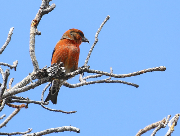 Red (Common) Crossbill....male.