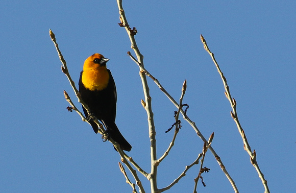 ...and the outrageous  Yellow-headed  Blackbird.