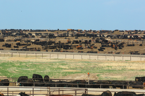 One of the 'scourges' of  the Kansa/Nebraska area  we visited  was  these  cattle pens.