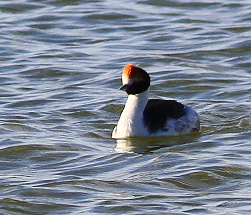 but at the nearby lake, we found our Hooded  Grebe!!