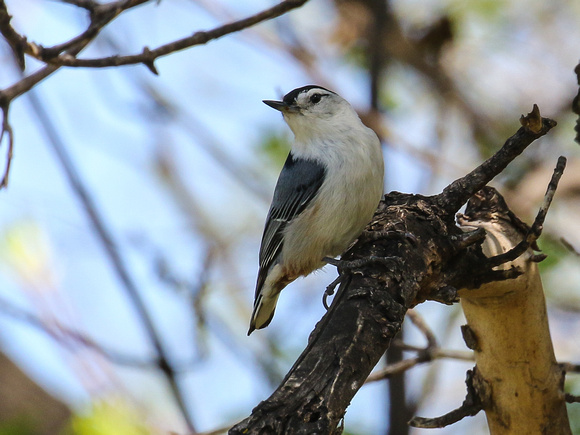 White-breasted Nuthatch.