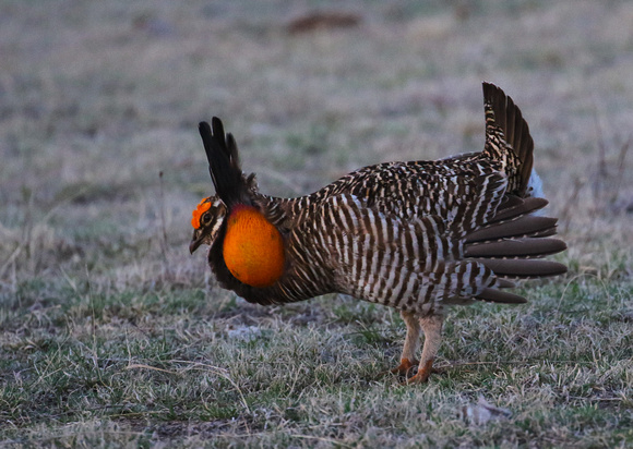 Now  onto the main course ...Greater Prairie Chicken!