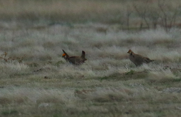 ....for some disappointingly  distant Lesser  Prairie  Chickens.