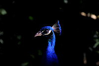 Peacock..not native, but they seemed to be everywhere
