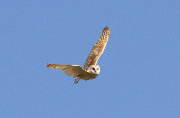This American Barn Owl was  flushed  from it's day-time roost......