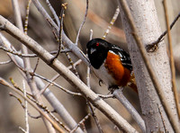 ...and a  smart  Spotted Towhee.
