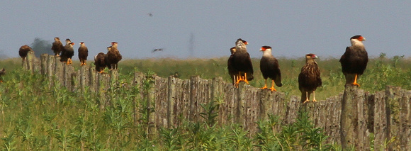 Crested Caracaras....resting after lunch?!