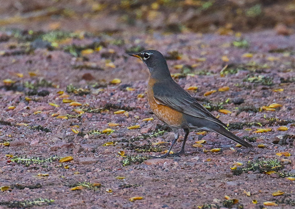 ...another smart American Robin....