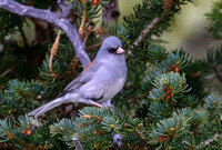...and Grey-headed Junco.