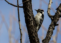 ...this Downy Woodpecker....
