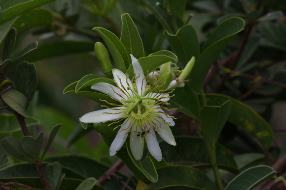 Passiflora sp.