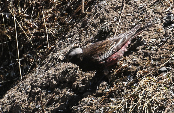 Close-up of the Black  Rosy-Finch.