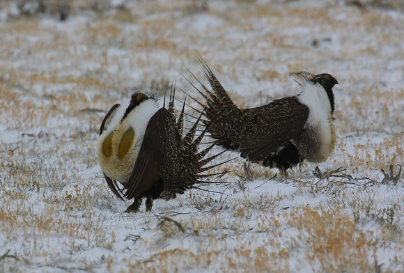 ...and the males  compete on the 'lek' by inflating  the  sacs  in their necks.
