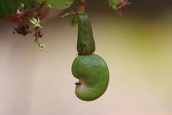 Ripening Cashew...with ant...