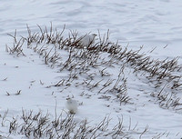 Looking for a  white bird in snow at distance is difficult....there are two here....I think !