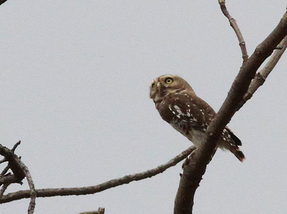 ....the Forest Owlet.
