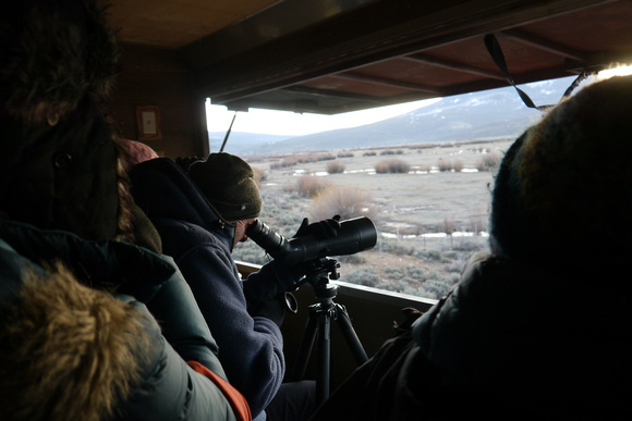 In the hide at the Gunnison Sage Grouse  'lek'....