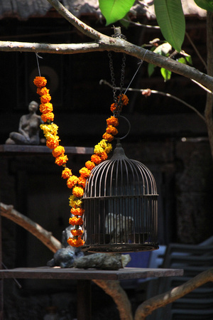 Still life.....'Marigolds and bird cage'..........