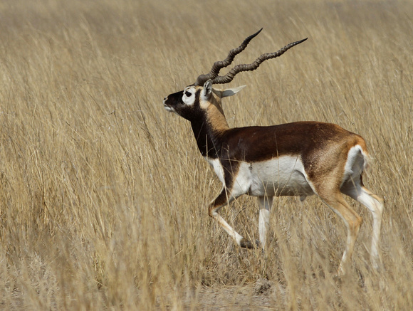 Surprisingly it's the only living species  in the  genus Antilope.