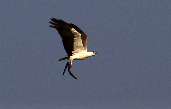 The adult  White-bellied Sea-eagle heading  for home with what looks like a  sea-snake.