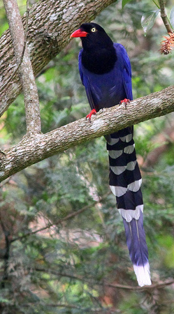 The magnificent Taiwan Blue Magpie