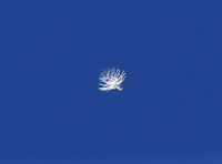 A Cockatoo feather  caught in mid-flight !!