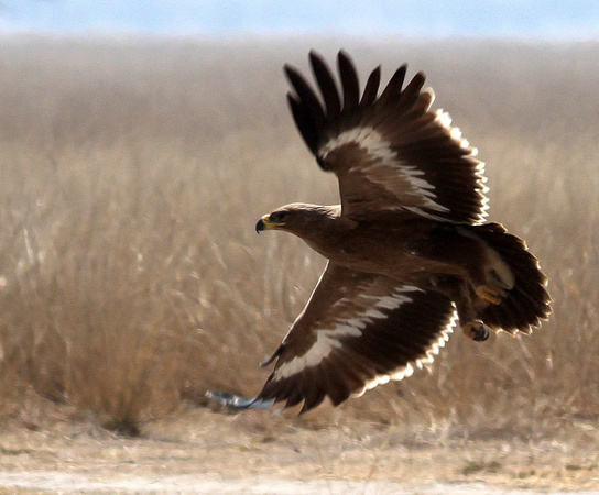 Steppe Eagle ( juvenile)